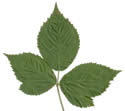 [leaf scan]