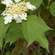 [photo of Guelder-rose]