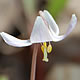 [photo of Dwarf Trout Lily]