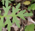[photo of leaves]