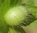 [photo of devoping fruit]