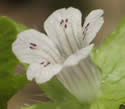[photo of flower]