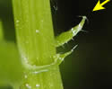 [photo of leaf auricle]
