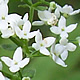 [photo of Northern Bedstraw]