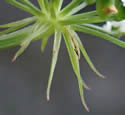 [photo of umbellet bracts]