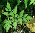 [photo of leaves]