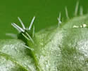 photo of leaf underside