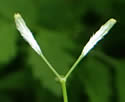 photo of developing fruit