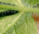 photo of leaf underside