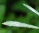 photo of developing fruit