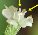 photo of flowers