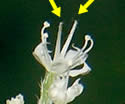 photo of flower clusters