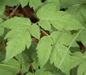 photo of leaves