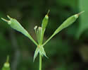 photo of developing fruit