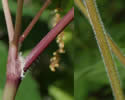 stems are smooth or short-hairy