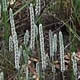 [photo of Woolly Plantain]