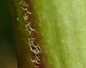 [photo of stem with a line of hairs]