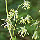 [photo of Tall Meadow Rue]