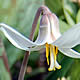 [photo of White Trout Lily]