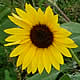 [photo of Common Sunflower]