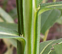 [photo of leaves and winged stem]