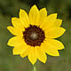 [photo of Prairie Sunflower]