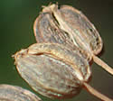 [photo of fruit]